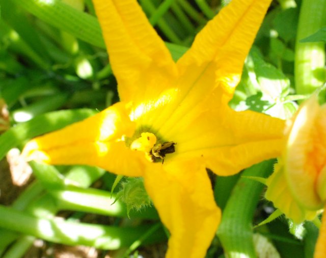 bumblebeeinflower.jpg